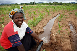 90% of agriculture in Africa is rainfed.: Finding out how its productivity could be improved will benefit some of the world's poorest farmers. Photo: David Brazier/IWMI